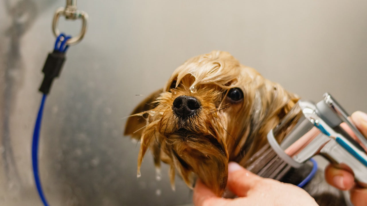 PET GROOMING & HYGIENE